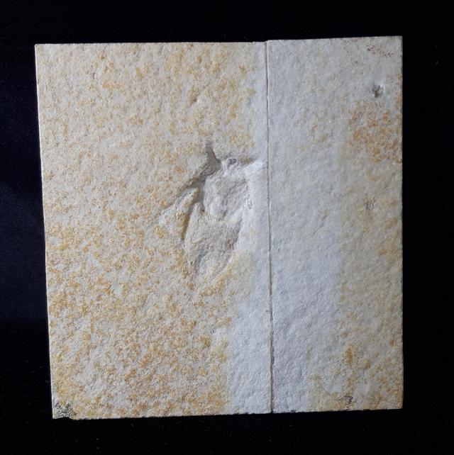 Mesobelostonum deperditum GERMAR 1839 - Bild © FossNet FossilienStore